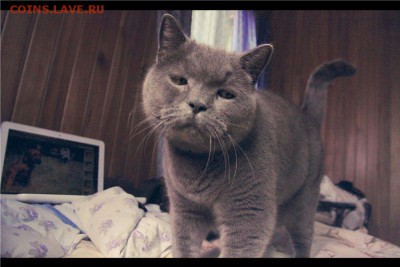 Любите ли вы кошек? - 6a06565e6de3