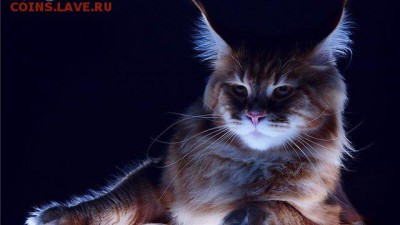 Любите ли вы кошек? - 6a06565e6de3
