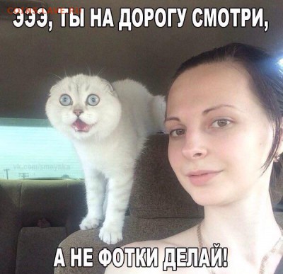 Любите ли вы кошек? - image