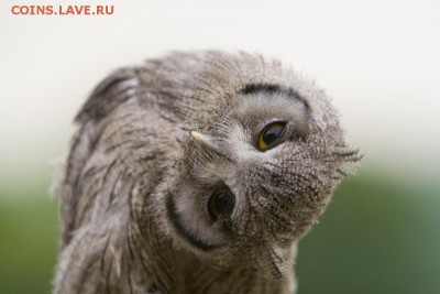 1 рубль 1906 г. - baby-scops-owl-by-brianscott
