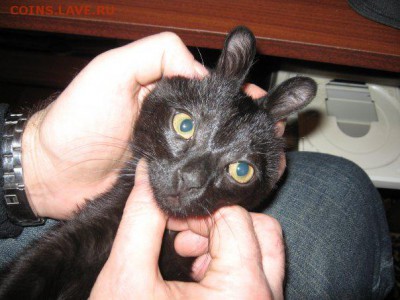 Любите ли вы кошек? - x_8662c5c1