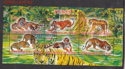 Чад 2013 тигры - 21