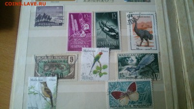 Фауна разных стран гашёнка, 44 марки+малый лист середина XXв - AeuOMSy2dWg