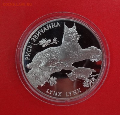 Украина 2001 Фауна - Рысь_1 до 19.08.2015г 22-00 - DSC05565.JPG