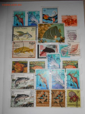Рыбы и подводный мир, 52шт., до 04.09.2015 - DSCN0269.JPG