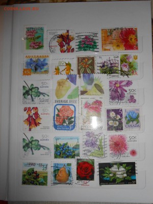 Цветы, 232 шт., до 04.09.2015 - DSCN0253.JPG