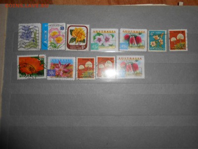 Цветы, 232 шт., до 04.09.2015 - DSCN0249.JPG