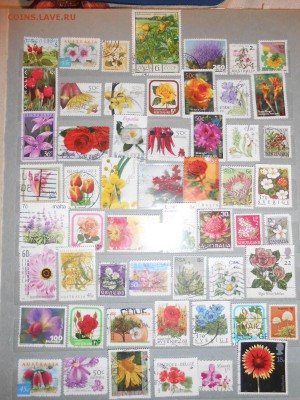 Цветы, 232 шт., до 04.09.2015 - DSCN0247.JPG