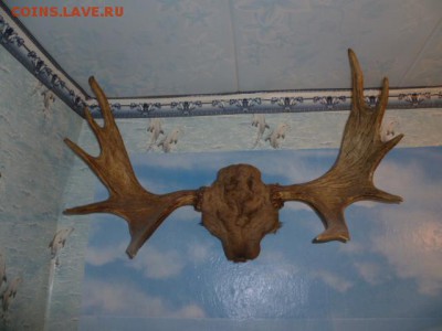 Чучело голова косули и рога лося - P1080928.JPG