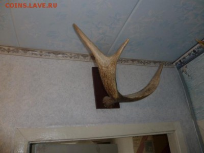 Чучело голова косули и рога лося - P1080929.JPG