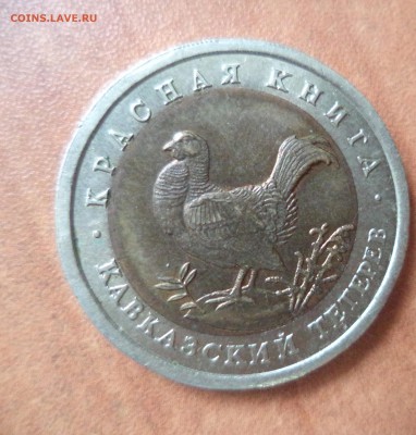 Красная Книга (Тетерев) до 5.09.15 в 22.00 по МСК - DSC01259.JPG