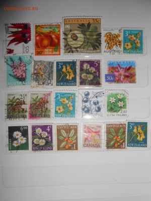 Фауна и флора, 81 шт., до 14.09.2015 - DSCN0592.JPG
