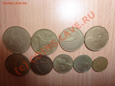 Животные на монетах 9 монет с 1 рубля, до 21.08 в 22-00 - P1020933_picnik
