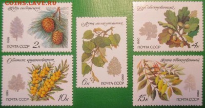 СССР 1980. Охраняемые породы деревьев * - 1980-529.JPG