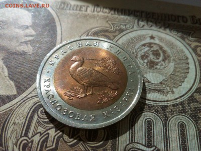 Краснозобая Казарка отличная есть БЛИЦ 22.00 18.09.15 - IMG-20150917-WA0020