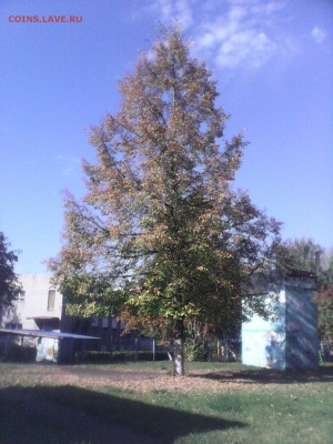 Опознание флоры. - IMG_20150922_123116