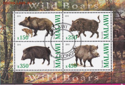 Малави 2011 кабаны лист - 31