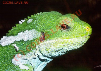 Животные на монетах - Fijian banded iguana