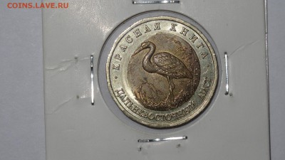 Дальневосточный аист  смещение - DSC01350.JPG