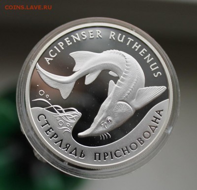 10 гривен 2012 год. Короткий - IMG_4269.JPG