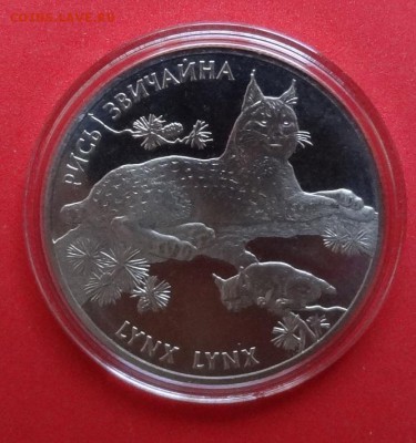 Украина 2001 Фауна - Рысь_2 до 14.10.2015г 22-00 - DSC06248.JPG