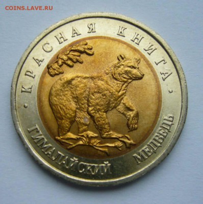 1993 КК Гималайский медведь   до 17.10.15 в 22.00 - Медведь 1