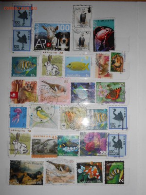 Фауна и флора, 100 шт.,  до 21.10.2015 - DSCN1283.JPG