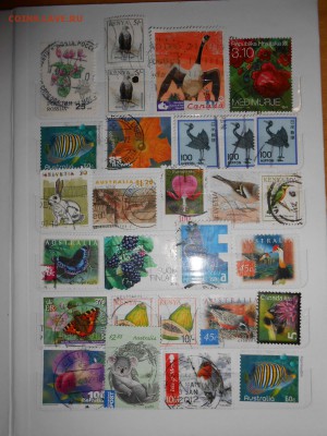 Фауна и флора, 100 шт.,  до 21.10.2015 - DSCN1284.JPG