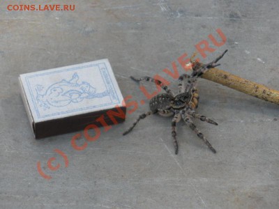 Есть те, кто разбирается в пауках? Нужен совет! - P8250214.JPG