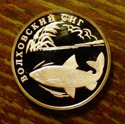 ВОЛХОВСКИЙ СИГ до 1.11, 22.00 - Россия Волховский сиг пруф