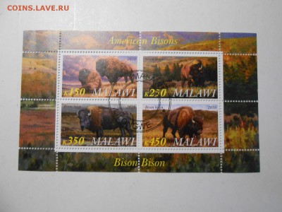 Бизоны, малый лист, до 04.11.2015 - DSCN1388.JPG