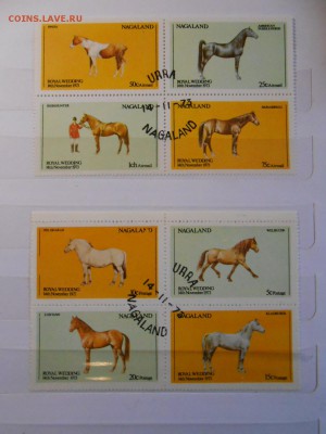 Лошади, сток марок, до 04.11.2015 - DSCN1392.JPG