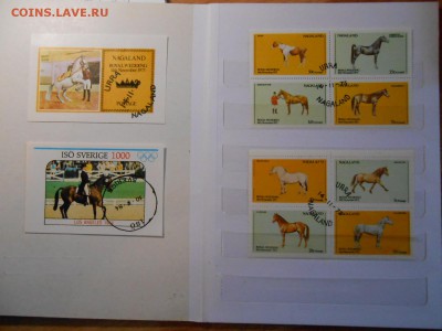 Лошади, сток марок, до 04.11.2015 - DSCN1391.JPG