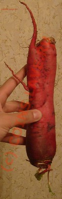 ФОТО - просто фото. Те что получились удачными. - Редиска!(1)