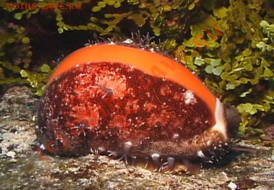 Животные на монетах - Cypraea-aurantium