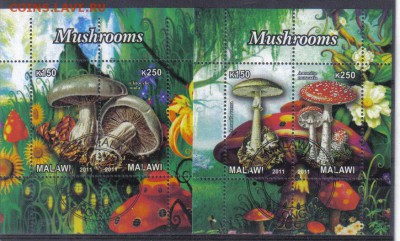Малави мл 2011г Грибы до 8.11 22.00мск - Малави мл 2011г Грибы-1