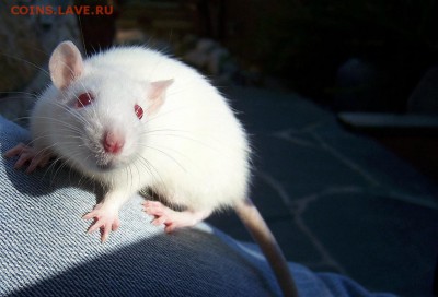 События на Украине. - Fancyrat1