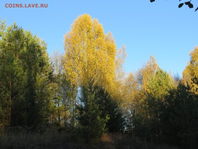 Покопушки от Русланыча . - IMG_2645.JPG