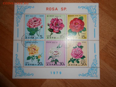 Розы, Корея, 1979 год, до 19.11.2015 - DSCN1218.JPG