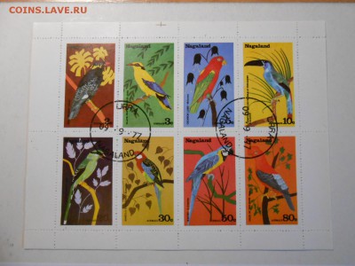 Птицы, 4 малых листа, до 19.11.2015 - DSCN1396.JPG