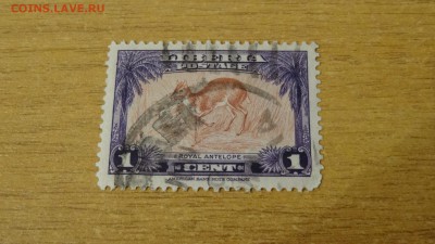 Либерия, королевская антилопа - DSC07796.JPG