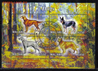 Малави мл 2012г Собаки до 16.11 22.00мск - Малави мл 2012г Собаки-2