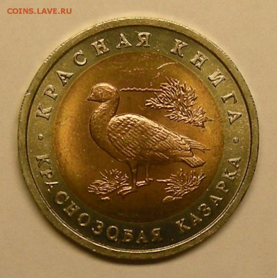 Краснозобая казарка UNC (КК 10 рублей 1992) - до 20.11.15. - DSCN7277