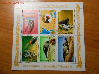 Дятлы, серия в листе, Корея, до 23.11.2015 - DSCN1898.JPG