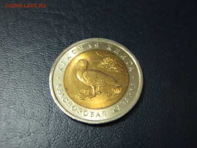 КК Краснозобая казарка UNC мешковой до 26.11 22:00 мск - IMG_1133.JPG