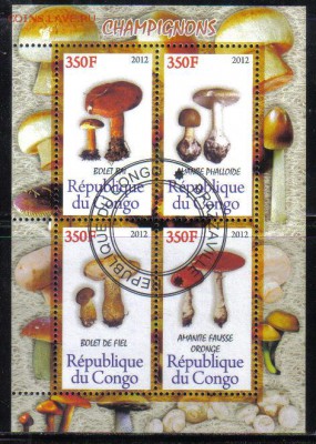 Конго мл 2012г Грибы до 26.11 22.00мск - Конго мл 2012г Грибы №4