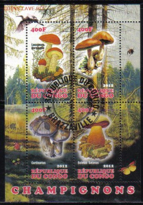 Конго мл 2012г Грибы до 26.11 22.00мск - Конго мл 2012г Грибы №3