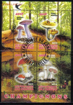 Конго мл 2012г Грибы до 26.11 22.00мск - Конго мл 2012г Грибы №2