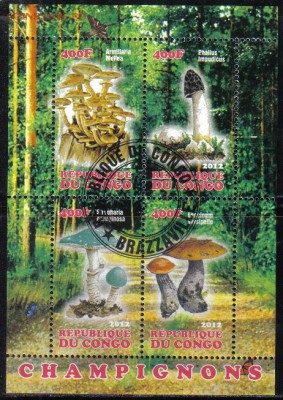 Конго мл 2012г Грибы до 26.11 22.00мск - Конго мл 2012г Грибы №1