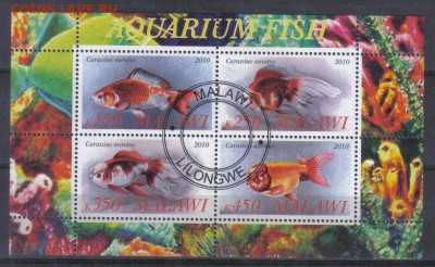 Малави мл 2010г Аквариумные рыбки до 26.11 22.00мск - Малави мл 2010г Аквариумные рыбки